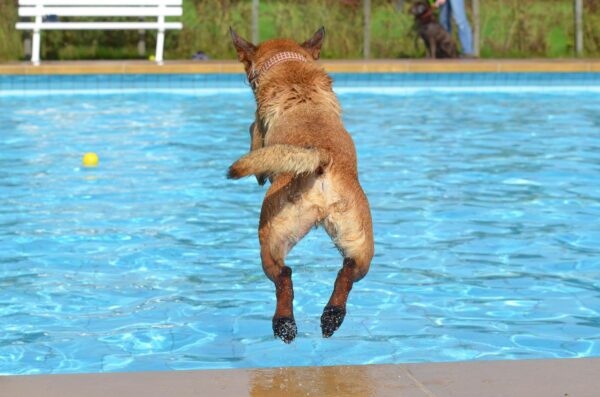 Auch Tiere haben Spaß im Pool - bei Unfällen kann aber ein Pool-Alarm schützen - RATGEBER spiel-preis.de