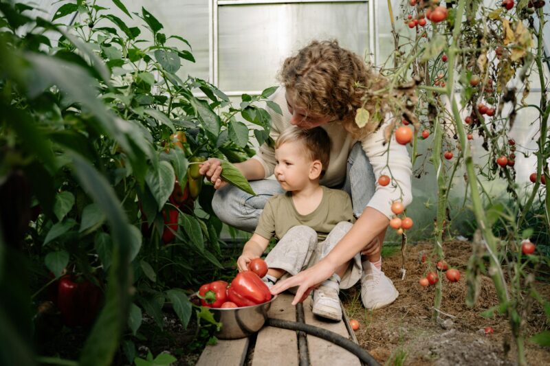 In einem Kinderparadies dürfen auch Tomaten - Erdbeeren und vielerlei andere Obst- und Gemüsesorten zum Naschen nicht fehlen - Ratgeber spiel-preis.de